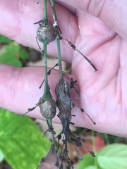 Neolasioptera desmodii