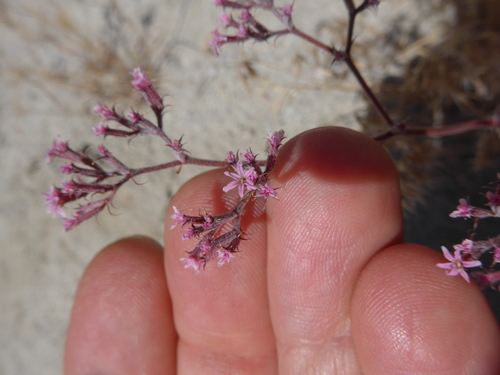 Image of Chorizanthe xanti by (c) George Williams, some rights reserved (CC BY)