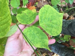 Neolasioptera desmodii