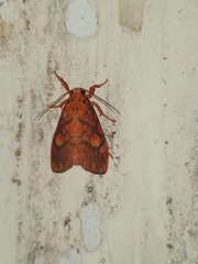 Ammatho cuneonotatus