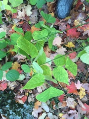 Neolasioptera desmodii