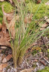 Aristida stricta