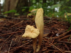 Clavariadelphus ligula