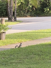 Sciurus carolinensis