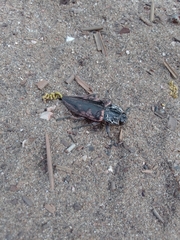 Chalcophora detrita