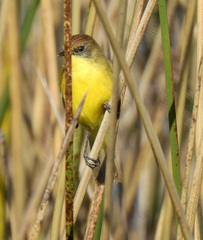 Pseudocolopteryx flaviventris