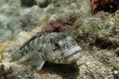 Mauligobius maderensis