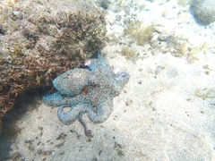 Octopus vulgaris image