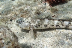Mauligobius maderensis