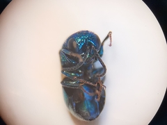 Philoctetes bidentulus