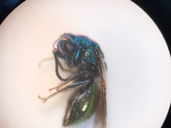 Philoctetes bidentulus