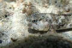 Mauligobius maderensis