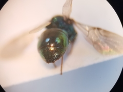 Philoctetes bidentulus