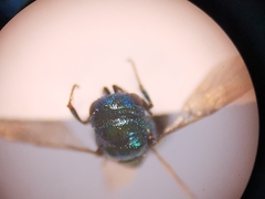 Philoctetes bidentulus