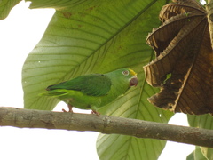 Brotogeris sanctithomae