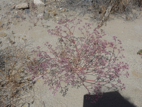 Image of Chorizanthe xanti by (c) George Williams, some rights reserved (CC BY)