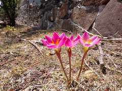 Zephyranthes fosteri