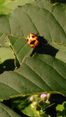 Labidomera clivicollis
