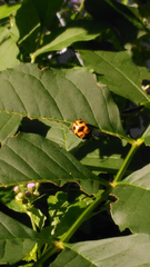 Labidomera clivicollis