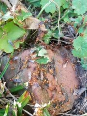 Lasius