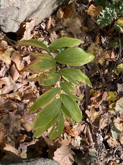 Polygonatum pubescens