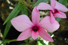 Dendrobium bigibbum
