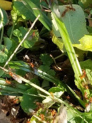 Lasius