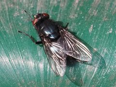 Protophormia terraenovae