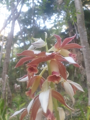 Phaius australis