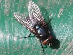 Protophormia terraenovae