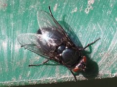 Protophormia terraenovae