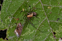 Liocranidae