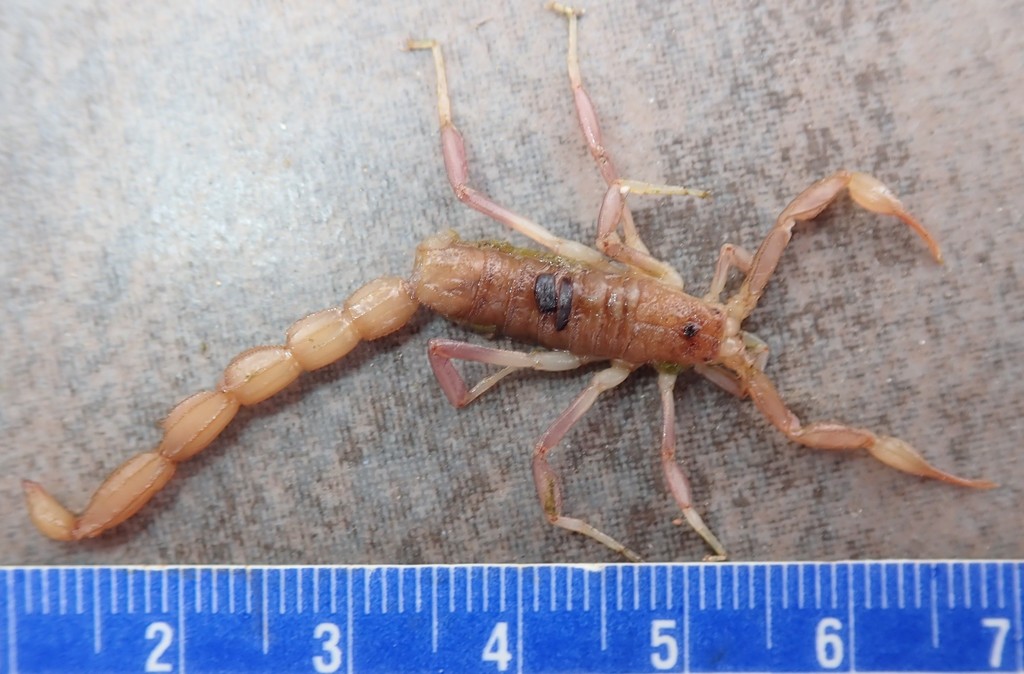 Paravaejovis puritanus