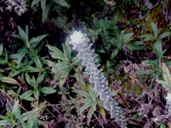 Lasiocephalus ovatus