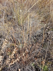 Cleistogenes kitagawae