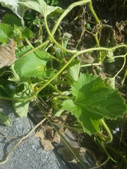 Cucumis melo inodorus