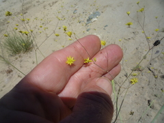 Eriogonum clavatum
