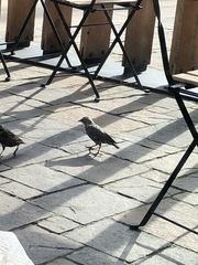 Sturnus vulgaris