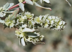 Atriplex amnicola