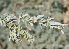 Atriplex amnicola