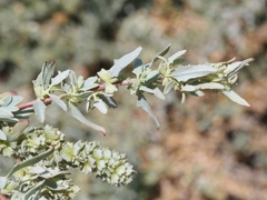 Atriplex amnicola