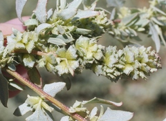 Atriplex amnicola