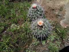 Coryphantha georgii