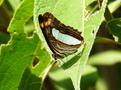 Adelpha