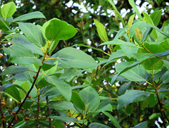 Ficus fulva
