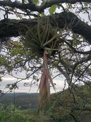 Tillandsia erubescens