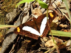 Adelpha iphicleola
