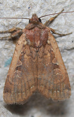 Parabagrotis insularis