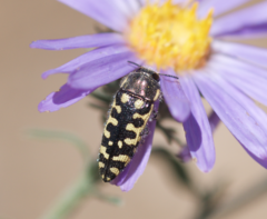 Acmaeodera solitaria