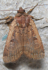 Parabagrotis insularis